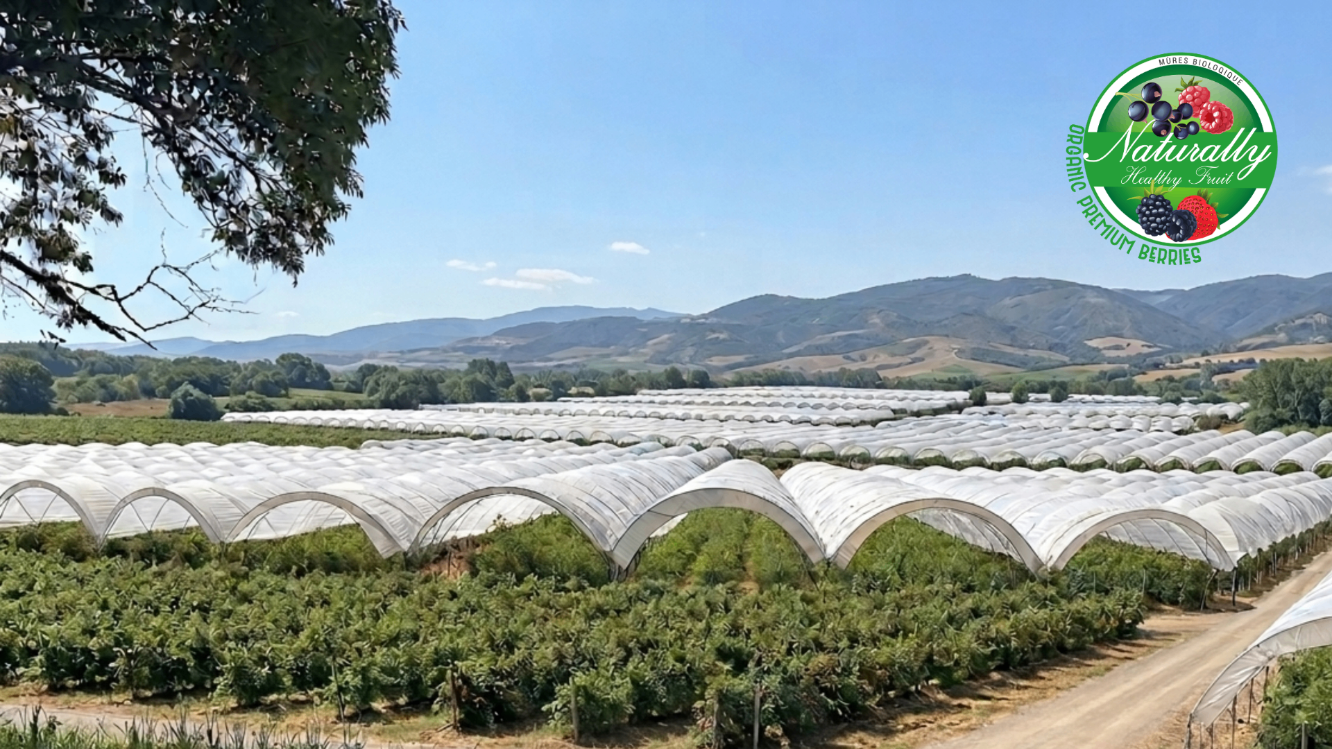 Campos orgánicos de berries en Michoacán al amanecer
